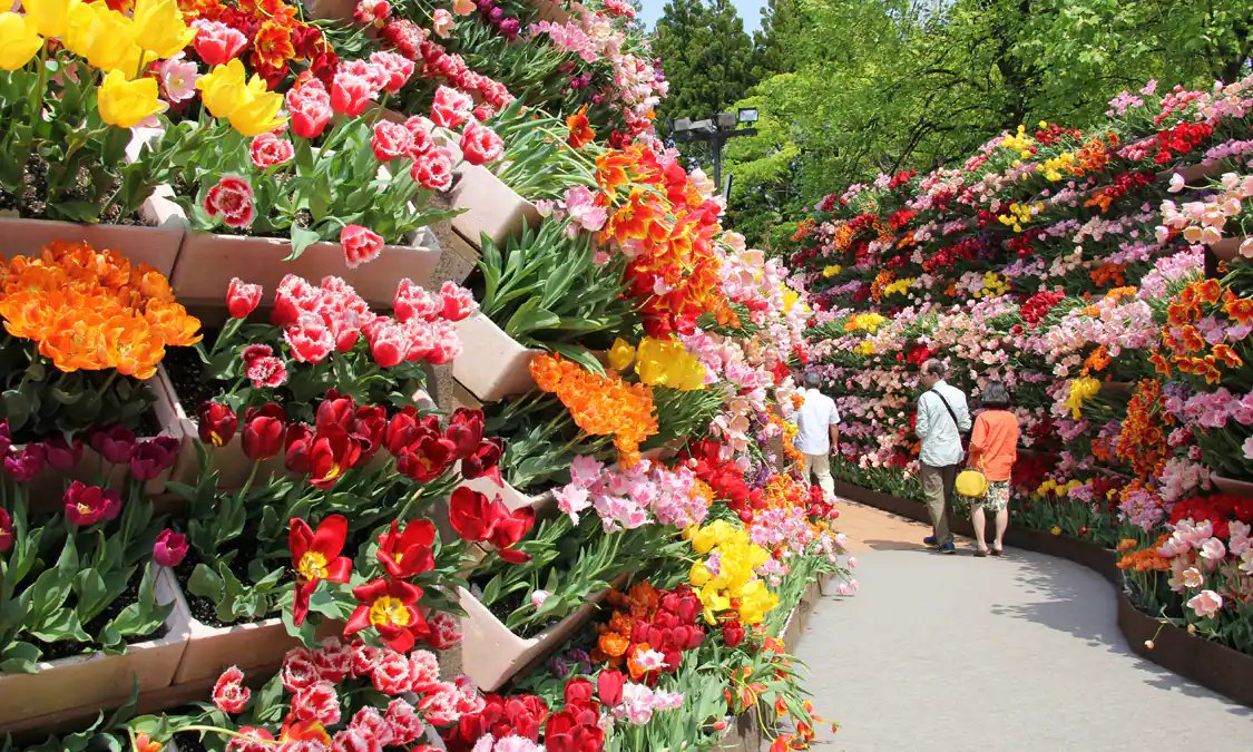 🌷 도나미 튤립 공원(도나미 튤립 코엔)